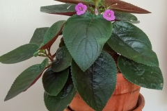 2020 Virtual Flower Show Section A – Gesneriads in Flower Class 2 – New World Tuberous Hybrids