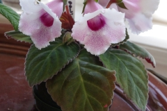 2020 Virtual Flower Show Section A – Gesneriads in Flower Class 2 – New World Tuberous Hybrids
