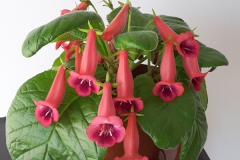 2020 Virtual Flower Show Section A – Gesneriads in Flower Class 2 – New World Tuberous Hybrids