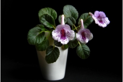 2020 Virtual Flower Show Section A – Gesneriads in Flower Class 2 – New World Tuberous Hybrids