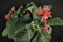 2020 Virtual Flower Show Section A – Gesneriads in Flower Class 2 – New World Tuberous Hybrids
