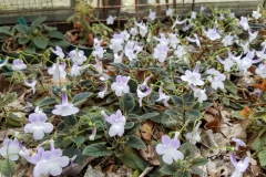 2020 Virtual Flower Show Section A – Gesneriads in Flower Class 2 – New World Tuberous Hybrids