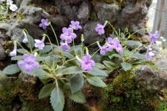 2020 Virtual Flower Show Section A – Gesneriads in Flower Class 2 – New World Tuberous Hybrids