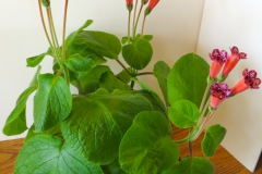 2020 Virtual Flower Show Section A – Gesneriads in Flower Class 2 – New World Tuberous Hybrids