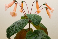2020 Virtual Flower Show Section A – Gesneriads in Flower Class 2 – New World Tuberous Hybrids