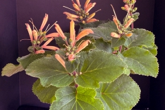 2020 Virtual Flower Show Section A – Gesneriads in Flower Class 2 – New World Tuberous Hybrids