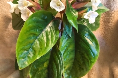 2020 Virtual Flower Show Section A – Gesneriads in Flower Class 2 – New World Tuberous Hybrids 2020 Virtual Flower Show Section A – Gesneriads in Flower Class 2 – New World Tuberous Hybrids
