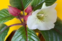 2020 Virtual Flower Show Section A – Gesneriads in Flower Class 2 – New World Tuberous Hybrids 2020 Virtual Flower Show Section A – Gesneriads in Flower Class 2 – New World Tuberous Hybrids