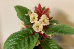 2020 Virtual Flower Show Section A – Gesneriads in Flower Class 2 – New World Tuberous Hybrids 2020 Virtual Flower Show Section A – Gesneriads in Flower Class 2 – New World Tuberous Hybrids