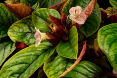 2020 Virtual Flower Show Section A – Gesneriads in Flower Class 2 – New World Tuberous Hybrids 2020 Virtual Flower Show Section A – Gesneriads in Flower Class 2 – New World Tuberous Hybrids