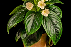 2020 Virtual Flower Show Section A – Gesneriads in Flower Class 2 – New World Tuberous Hybrids 2020 Virtual Flower Show Section A – Gesneriads in Flower Class 2 – New World Tuberous Hybrids