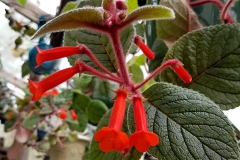 2020 Virtual Flower Show Section A – Gesneriads in Flower Class 2 – New World Tuberous Hybrids