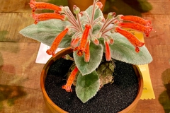 2020 Virtual Flower Show Section A – Gesneriads in Flower Class 2 – New World Tuberous Hybrids