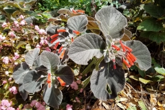 2020 Virtual Flower Show Section A – Gesneriads in Flower Class 2 – New World Tuberous Hybrids 2020 Virtual Flower Show Section A – Gesneriads in Flower Class 2 – New World Tuberous Hybrids