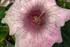 2020 Virtual Flower Show Section A – Gesneriads in Flower Class 2 – New World Tuberous Hybrids
