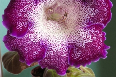 2020 Virtual Flower Show Section A – Gesneriads in Flower Class 2 – New World Tuberous Hybrids 2020 Virtual Flower Show Section A – Gesneriads in Flower Class 2 – New World Tuberous Hybrids