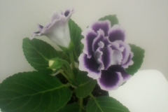 2020 Virtual Flower Show Section A – Gesneriads in Flower Class 2 – New World Tuberous Hybrids