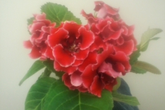 2020 Virtual Flower Show Section A – Gesneriads in Flower Class 2 – New World Tuberous Hybrids
