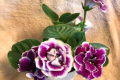 2020 Virtual Flower Show Section A – Gesneriads in Flower Class 2 – New World Tuberous Hybrids