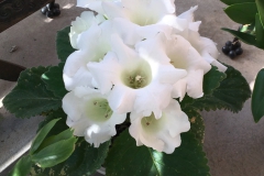 2020 Virtual Flower Show Section A – Gesneriads in Flower Class 2 – New World Tuberous Hybrids