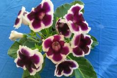 2020 Virtual Flower Show Section A – Gesneriads in Flower Class 2 – New World Tuberous Hybrids