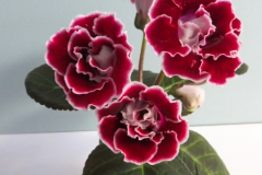 2020 Virtual Flower Show Section A – Gesneriads in Flower Class 2 – New World Tuberous Hybrids