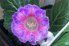 2020 Virtual Flower Show Section A – Gesneriads in Flower Class 2 – New World Tuberous Hybrids