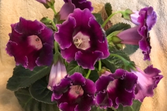 2020 Virtual Flower Show Section A – Gesneriads in Flower Class 2 – New World Tuberous Hybrids