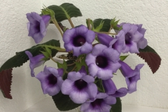 2020 Virtual Flower Show Section A – Gesneriads in Flower Class 2 – New World Tuberous Hybrids