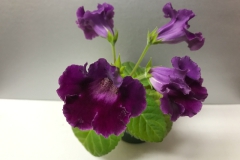 2020 Virtual Flower Show Section A – Gesneriads in Flower Class 2 – New World Tuberous Hybrids