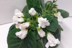 2020 Virtual Flower Show Section A – Gesneriads in Flower Class 2 – New World Tuberous Hybrids