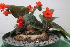 2020 Virtual Flower Show Section A – Gesneriads in Flower Class 2 – New World Tuberous Hybrids 2020 Virtual Flower Show Section A – Gesneriads in Flower Class 2 – New World Tuberous Hybrids