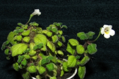 2020 Virtual Flower Show Section A – Gesneriads in Flower Class 3 – New World Rhizomatous Species