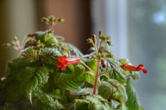 2020 Virtual Flower Show Section A – Gesneriads in Flower Class 3 – New World Rhizomatous Species