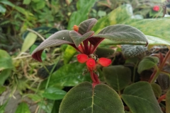 2020 Virtual Flower Show Section A – Gesneriads in Flower Class 3 – New World Rhizomatous Species