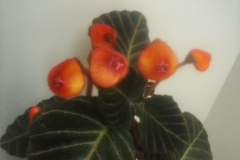 2020 Virtual Flower Show Section A – Gesneriads in Flower Class 3 – New World Rhizomatous Species