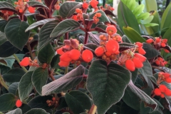 2020 Virtual Flower Show Section A – Gesneriads in Flower Class 3 – New World Rhizomatous Species