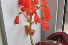 2020 Virtual Flower Show Section A – Gesneriads in Flower Class 3 – New World Rhizomatous Species