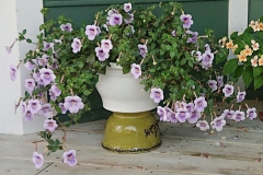 2020 Virtual Flower Show Section A – Gesneriads in Flower Class 4 – New World Rhizomatous Hybrids