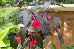 2020 Virtual Flower Show Section A – Gesneriads in Flower Class 4 – New World Rhizomatous Hybrids