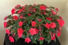 2020 Virtual Flower Show Section A – Gesneriads in Flower Class 4 – New World Rhizomatous Hybrids