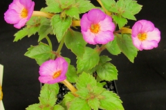 2020 Virtual Flower Show Section A – Gesneriads in Flower Class 4 – New World Rhizomatous Hybrids