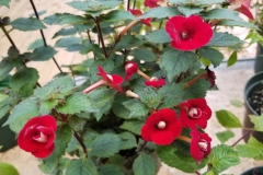 2020 Virtual Flower Show Section A – Gesneriads in Flower Class 4 – New World Rhizomatous Hybrids