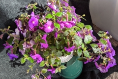 2020 Virtual Flower Show Section A – Gesneriads in Flower Class 4 – New World Rhizomatous Hybrids