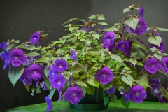 2020 Virtual Flower Show Section A – Gesneriads in Flower Class 4 – New World Rhizomatous Hybrids