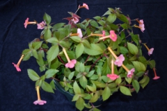 2020 Virtual Flower Show Section A – Gesneriads in Flower Class 4 – New World Rhizomatous Hybrids