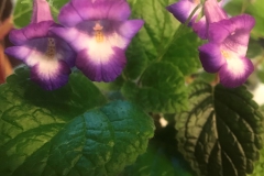 2020 Virtual Flower Show Section A – Gesneriads in Flower Class 4 – New World Rhizomatous Hybrids