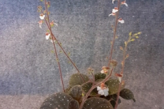 2020 Virtual Flower Show Section A – Gesneriads in Flower Class 3 – New World Rhizomatous Species