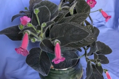 2020 Virtual Flower Show Section A – Gesneriads in Flower Class 4 – New World Rhizomatous Hybrids