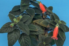 2020 Virtual Flower Show Section A – Gesneriads in Flower Class 4 – New World Rhizomatous Hybrids